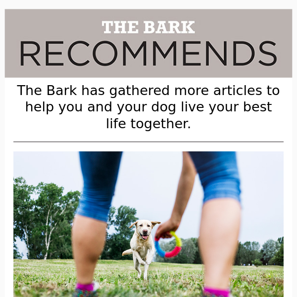 Bark Recommends: See our tips for finding your dog’s next BFFs.