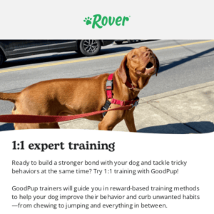 Need training help for your dog?