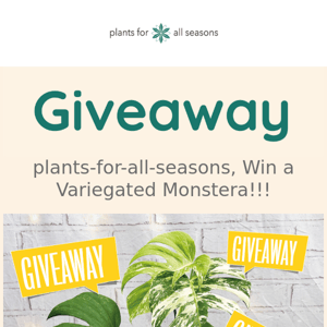 🌿🥳 Giveaway 🥳🌿 Win A Variegated Monstera for FREE