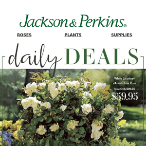 Today Only: 40% OFF Patio Tree Roses!