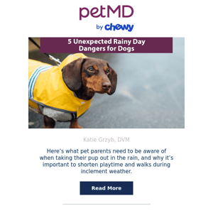 5 Unexpected Rainy Day Dangers for Dogs