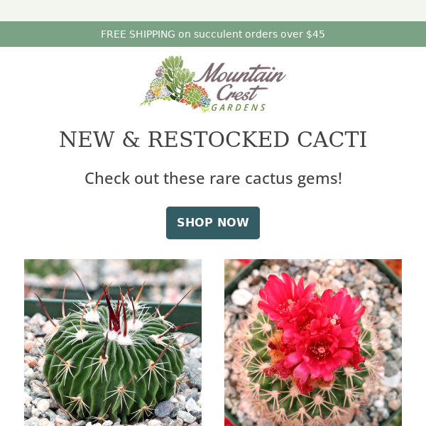 🌵 New & Restocked Cacti! 🌵