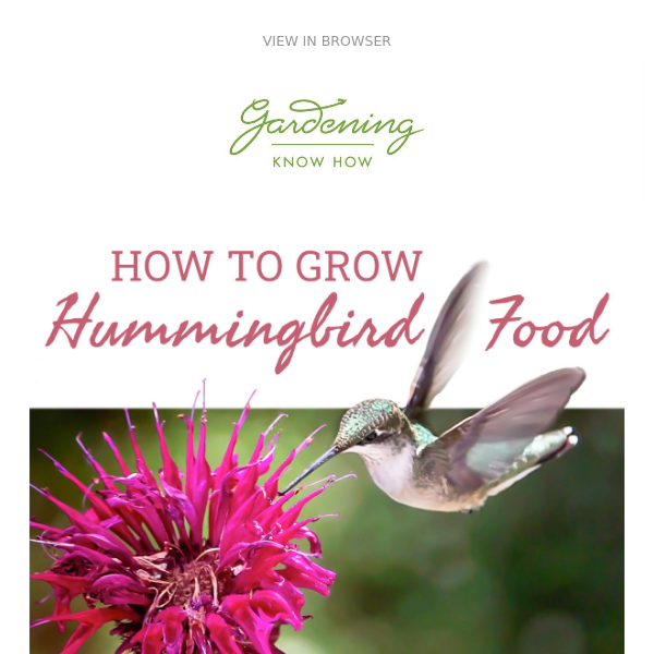 Plants Hummingbirds Love + Grow More With Less Space + How To Boost Soil Health 