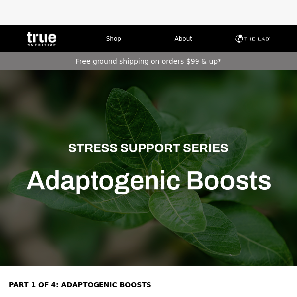 Stress Support Series: Adaptogenic Boosts