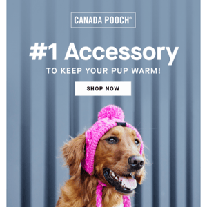 Our #1 accessory for your pup ⭐