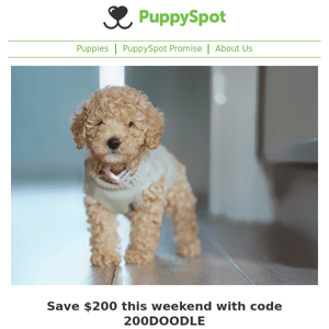 Get cozy with these low-shedding pups and save $200 with code 200DOODLE