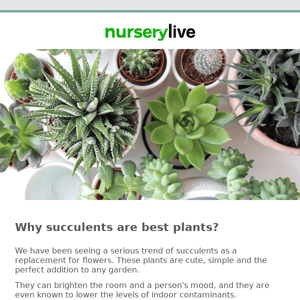 🌻 👨‍🌾  Why Succulents are best plants? Make a mini garden @699  Nurserylive