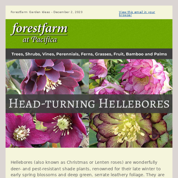 Head-turning Hellebores 🌸