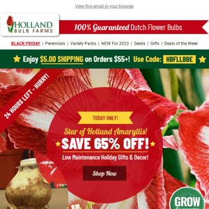 FLASH SALE 🌹 65% OFF Star of Holland Amaryllis!