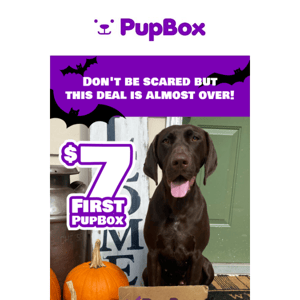 🎃Trick or Treat Yo' Self to a $7 PupBox Pup Box
