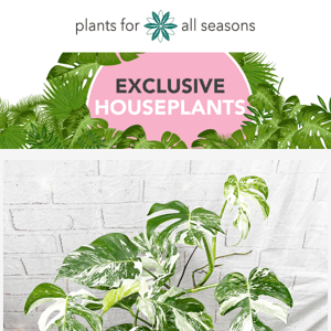 🌿🎉 EXCLUSIVE Houseplant Drop 🌿🎉 