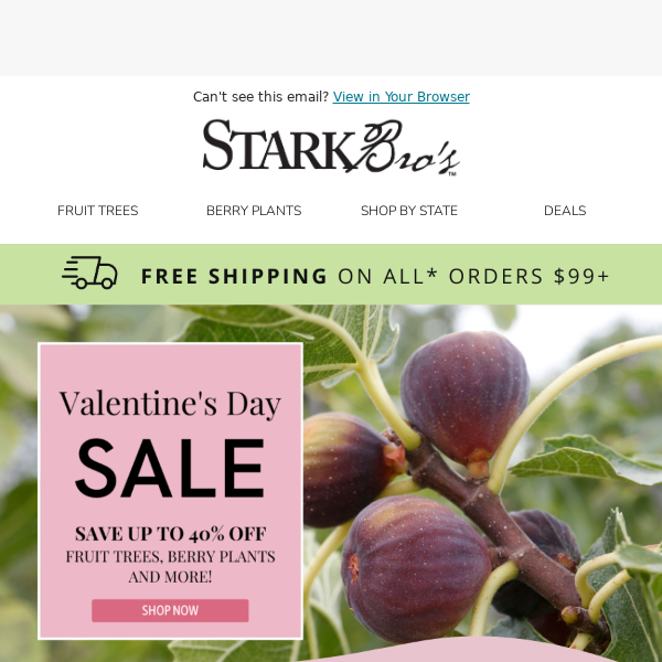 😍🌳 Fig Trees up to $35 off!