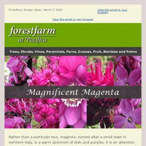 Magnificent Magenta🌺