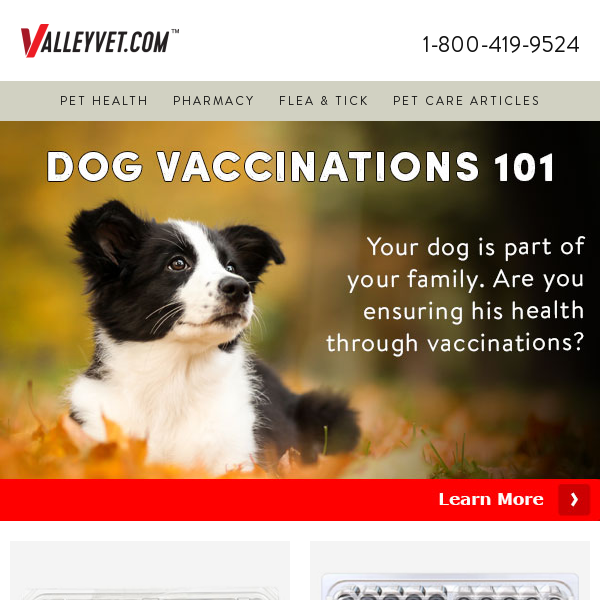 Expert-recommended vaccinations for your beloved dog