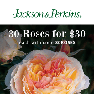 Saturday Sale Alert: Save on JP's Best Roses