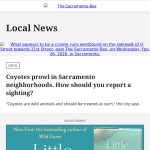 Coyotes prowl in Sacramento neighborhoods. How should you report a sighting?