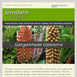 Gargantuan Gunnera