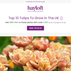 Top 10 Tulips To Grow In The UK 🌷