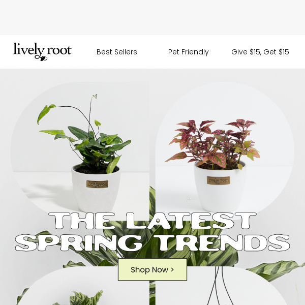 This Springs Top Plant Foliage Trends ✨🌿