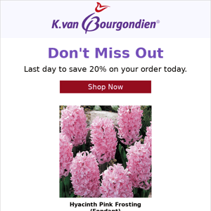 Love hyacinths? This offer’s for you