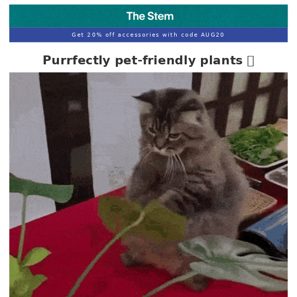 Pet-friendly plants for your furry bff