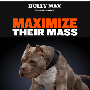 Turn your bully into a BEAST with 5 mass-maximizing tips