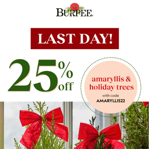 Last Call: 25% Of Amaryllis & Holiday Plants