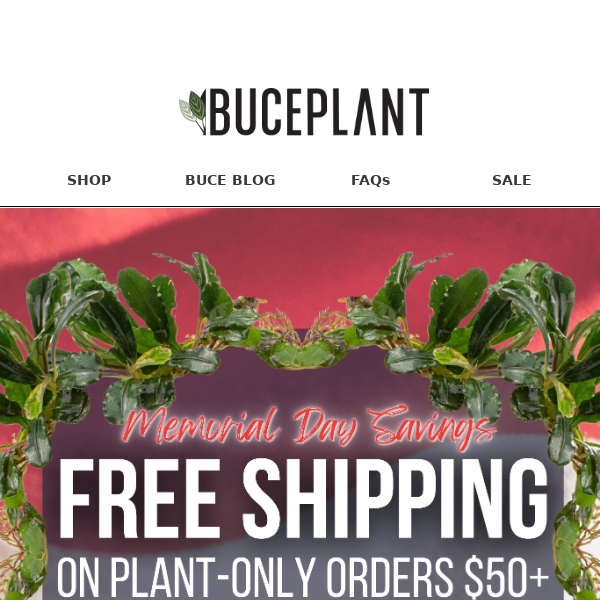 FREE Memorial Day Shipping 🥳🌱 Plant orders over $50!
