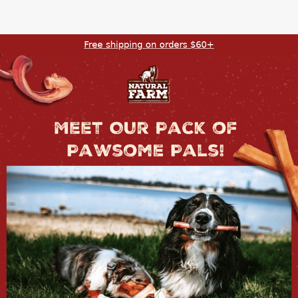 Meet Our Pack of Pawsome Pals!