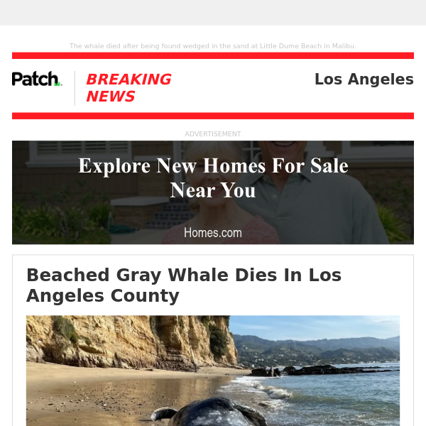 ALERT: Beached Gray Whale Dies In Los Angeles County – Mon 10:51:43AM