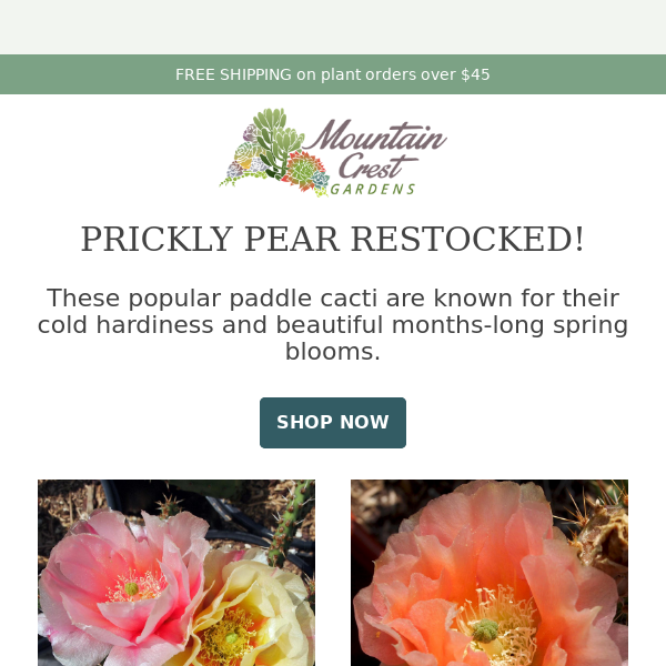 Prickly Pear Cactus Pads are Back! 🌺