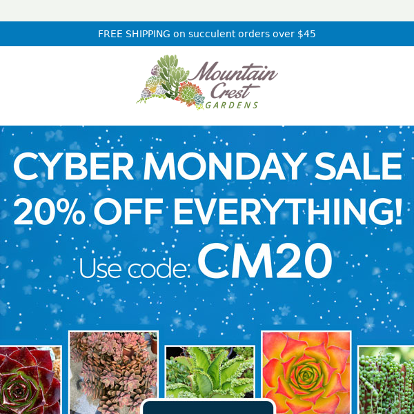 Cyber Monday Succulent Sale! 🌵
