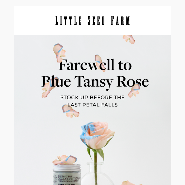 Farewell to Blue Tansy Rose  💙🌹