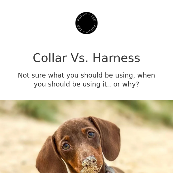 Harness Vs Collar: Which Is Better For Your Dog? 🐶
