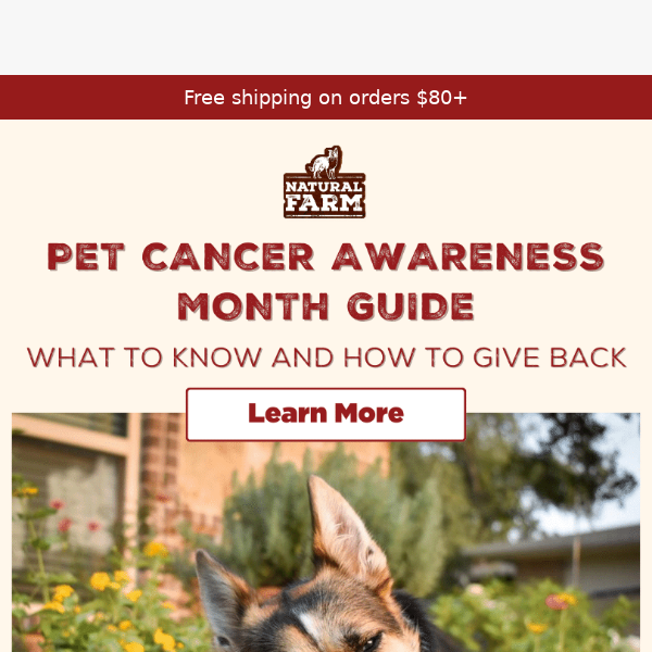 Pet Cancer Awareness Month Insights!