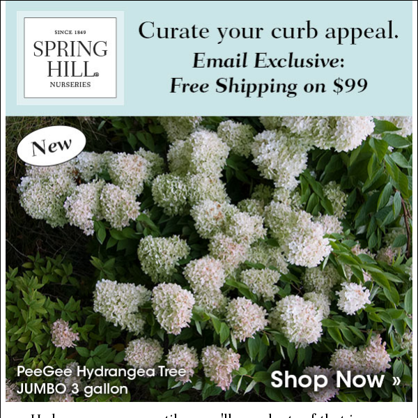 The 2024 Hydrangea Line: Graceful and Enchanting.