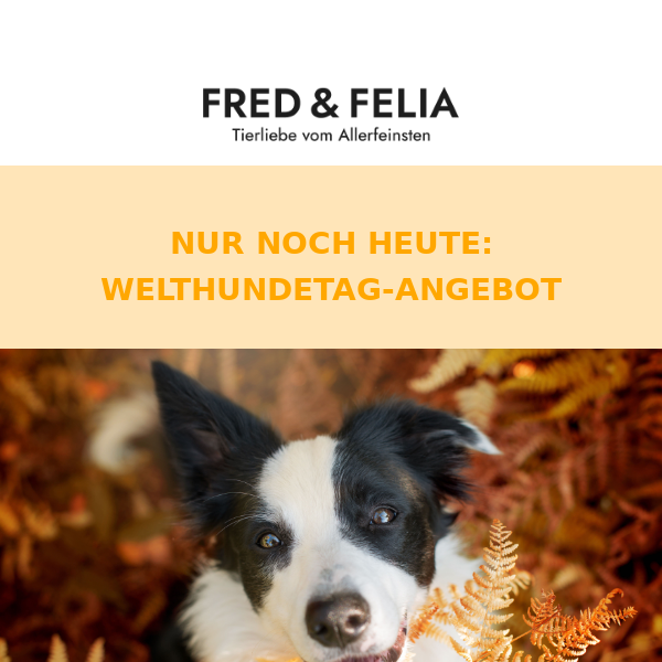 Happy Welthundetag 🐶 Jetzt noch Rabatt sichern!