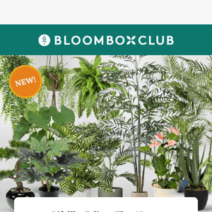 Kit Terrarium Plantes Tropicales Ecosysteme Miniature BloomboxClub
