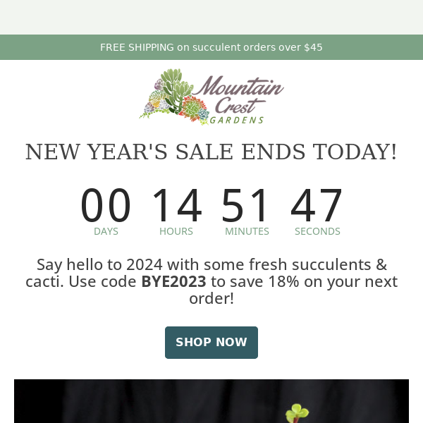 ENDS TODAY: New Year's Succulent Sale! 🌵