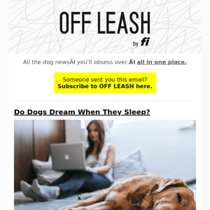 OFF LEASH: Do Dogs Dream When They Sleep?