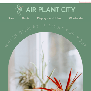 Air Plant Displays for Your Home Decor | Explore the Perfect Match!