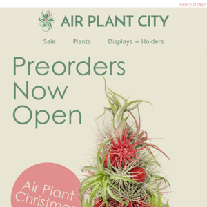 Air Plant Holiday Trees Now Open! 🎄