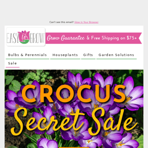 Crocus Secret Sale | Up To 60% Off!