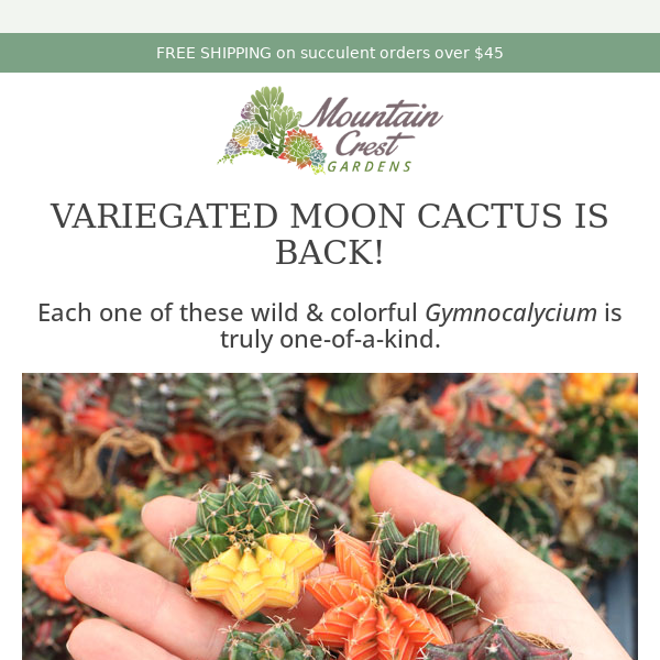 Variegated Moon Cactus is BACK! 🌵