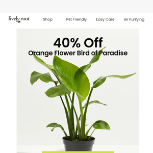 Shop 40% Off Orange Flower Bird of Paradise