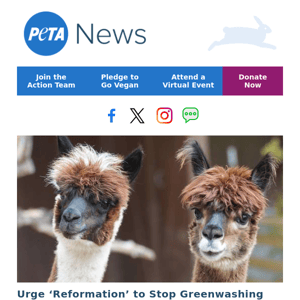 Help Protect Alpacas and Goats From a Hypocritical Retailer 🦙