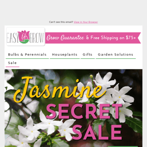 Sweet Smelling Sale | Jasmine 40% Off 💗