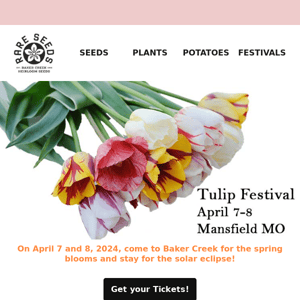 April Tulip Festival and more!🌷