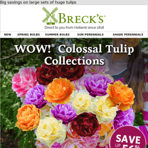 Get up to 56% off jumbo tulips worthy of the Wow!® name.