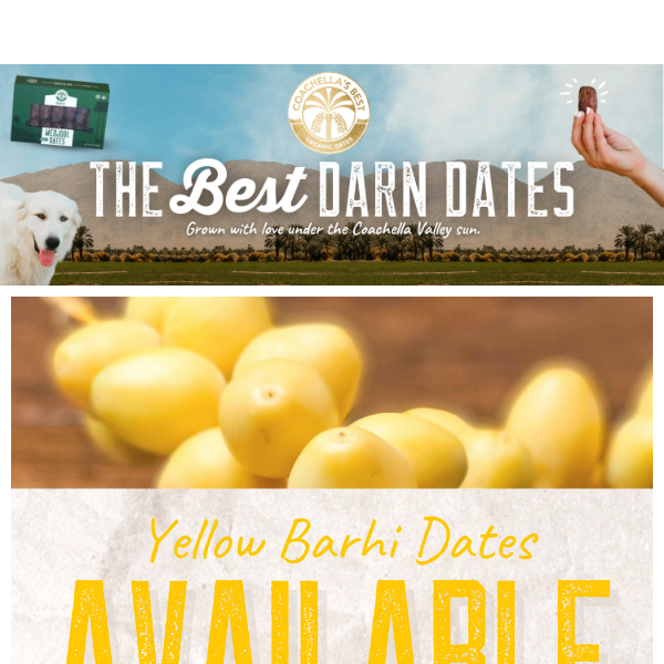 Fresh, Organic Yellow Barhi is Now Available  💛✨